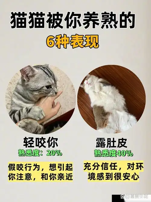 猫咪依赖玩家心态：DOTA2 7.37b版本“粘人型”英雄打法全解析
